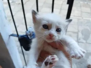 Gato raça SRD-ViraLata idade Abaixo de 2 meses nome estrela 