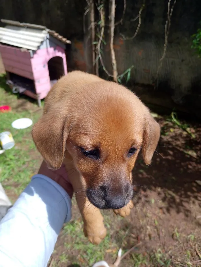 Cachorro raça SRD-ViraLata idade 2 a 6 meses nome maria pequena 