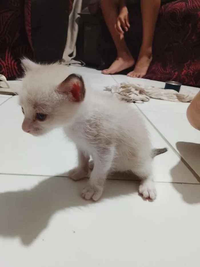 Gato raça Siamês idade Abaixo de 2 meses nome não tem ainda 