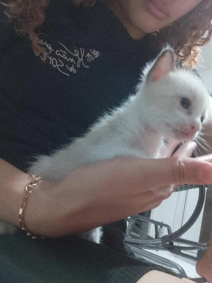 Gato raça Siamês idade Abaixo de 2 meses nome não tem ainda 