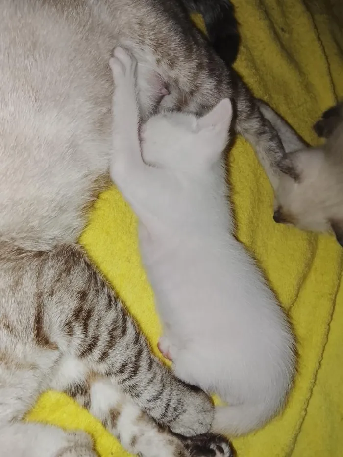 Gato raça Siamês idade Abaixo de 2 meses nome não tem ainda 