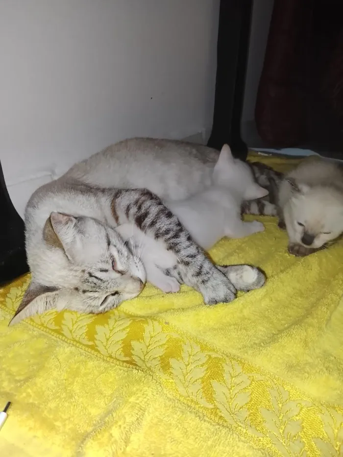 Gato raça Siamês idade Abaixo de 2 meses nome não tem ainda 