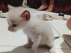 Gato raça Siamês idade Abaixo de 2 meses nome não tem ainda 