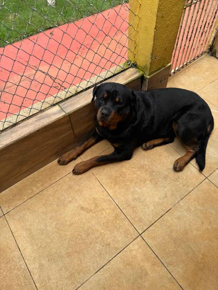 Cachorro raça Rottweiler idade 2 anos nome Zeus e Mel