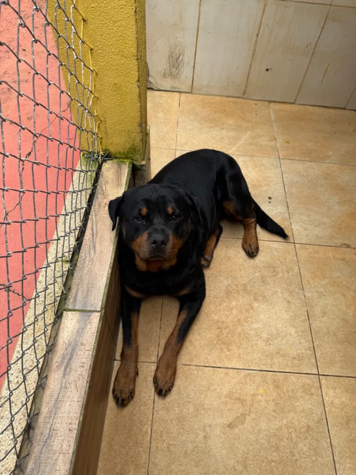 Cachorro raça Rottweiler idade 2 anos nome Zeus e Mel