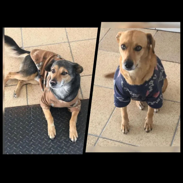 Cachorro raça SRD-ViraLata idade 6 ou mais anos nome Brutus e Nina