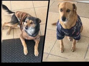 Cachorro raça SRD-ViraLata idade 6 ou mais anos nome Brutus e Nina