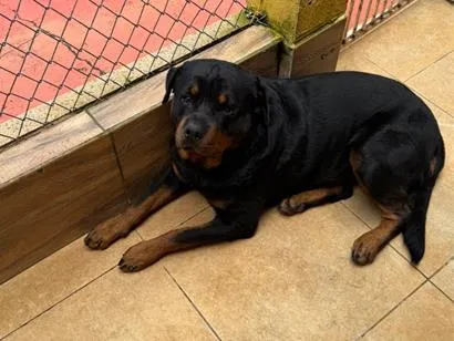 Cachorro raça Rottweiler idade 2 anos nome Zeus e Mel