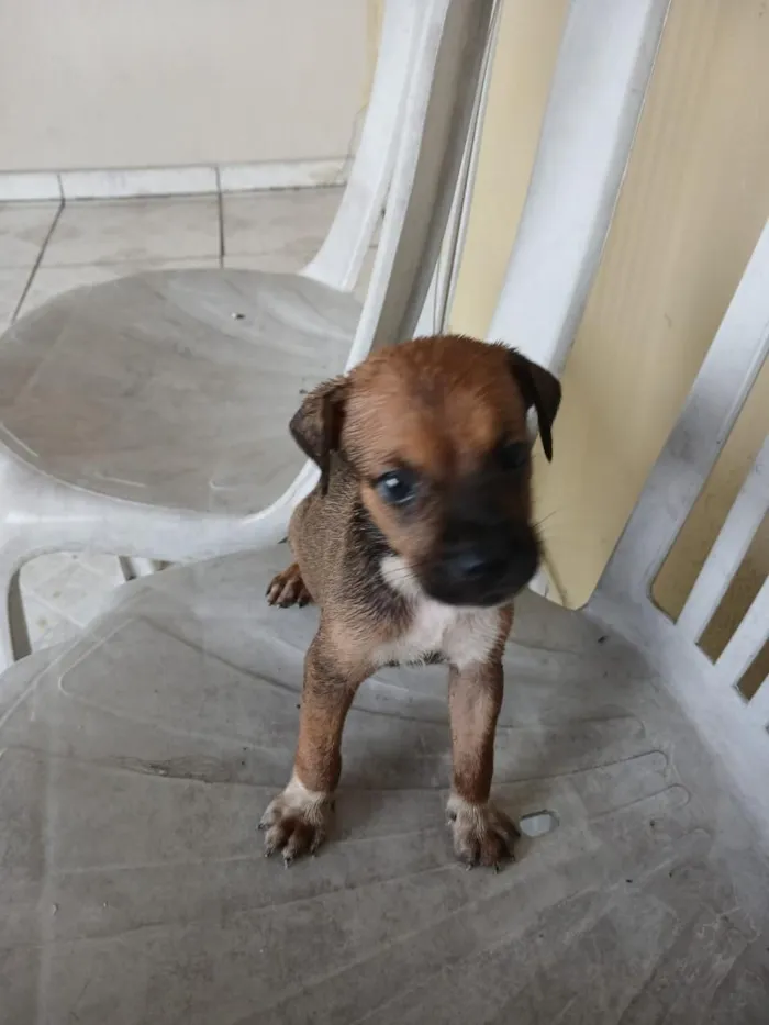 Cachorro raça SRD-ViraLata idade 2 a 6 meses nome fihotes  
