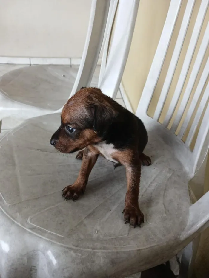 Cachorro raça SRD-ViraLata idade 2 a 6 meses nome fihotes  