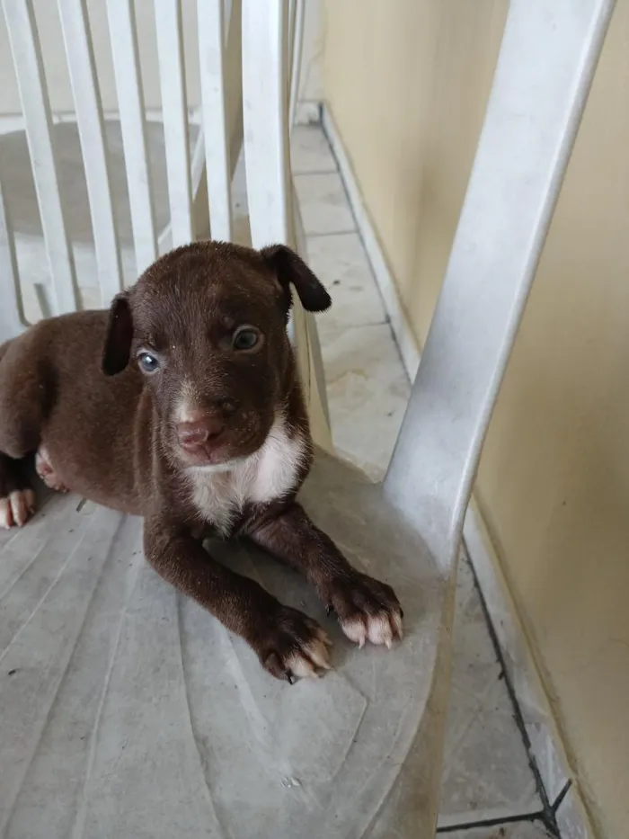 Cachorro raça SRD-ViraLata idade 2 a 6 meses nome fihotes  