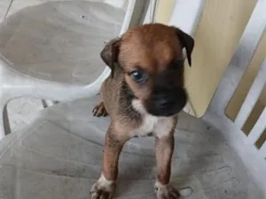 Cachorro raça SRD-ViraLata idade 2 a 6 meses nome fihotes  