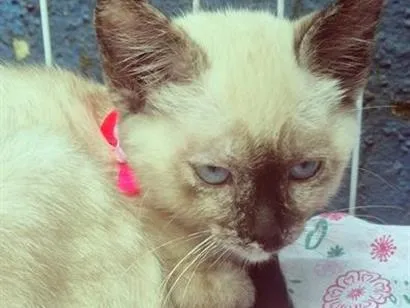 Gato raça Siamês idade 2 a 6 meses nome BIA MIX