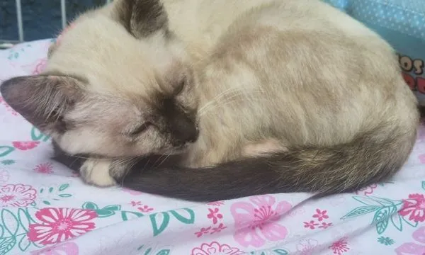 Gato raça Siamês idade 2 a 6 meses nome BIA MIX