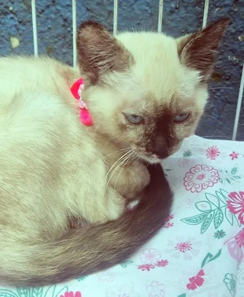 Gato raça Siamês idade 2 a 6 meses nome BIA MIX