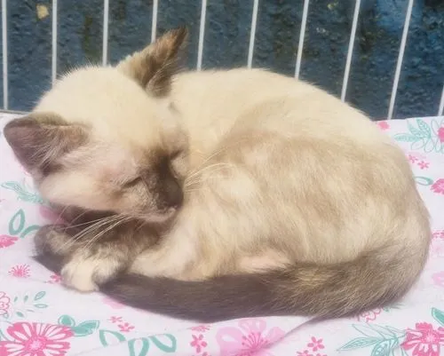 Gato raça Siamês idade 2 a 6 meses nome BIA MIX
