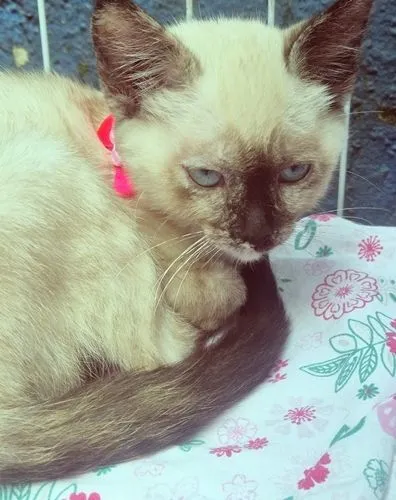 Gato raça Siamês idade 2 a 6 meses nome BIA MIX