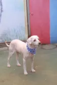 Branquinho 