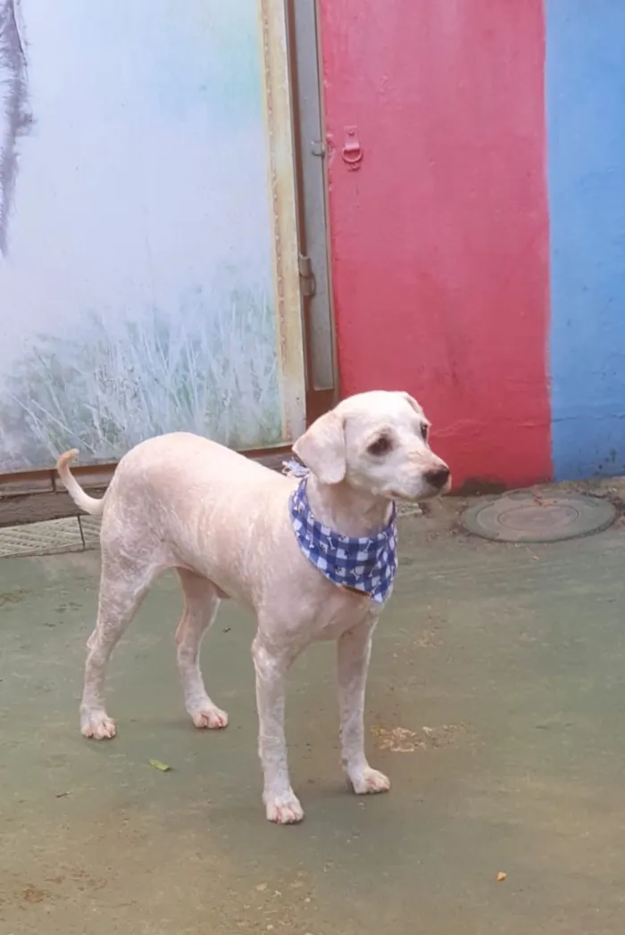Cachorro raça SRD-ViraLata idade 2 anos nome Branquinho 