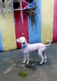 Branquinho 