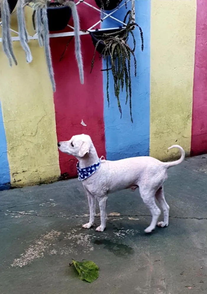 Cachorro raça SRD-ViraLata idade 2 anos nome Branquinho 