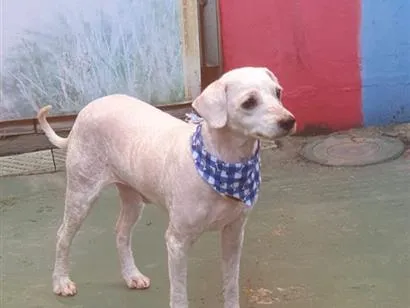 Cachorro raça SRD-ViraLata idade 2 anos nome Branquinho 