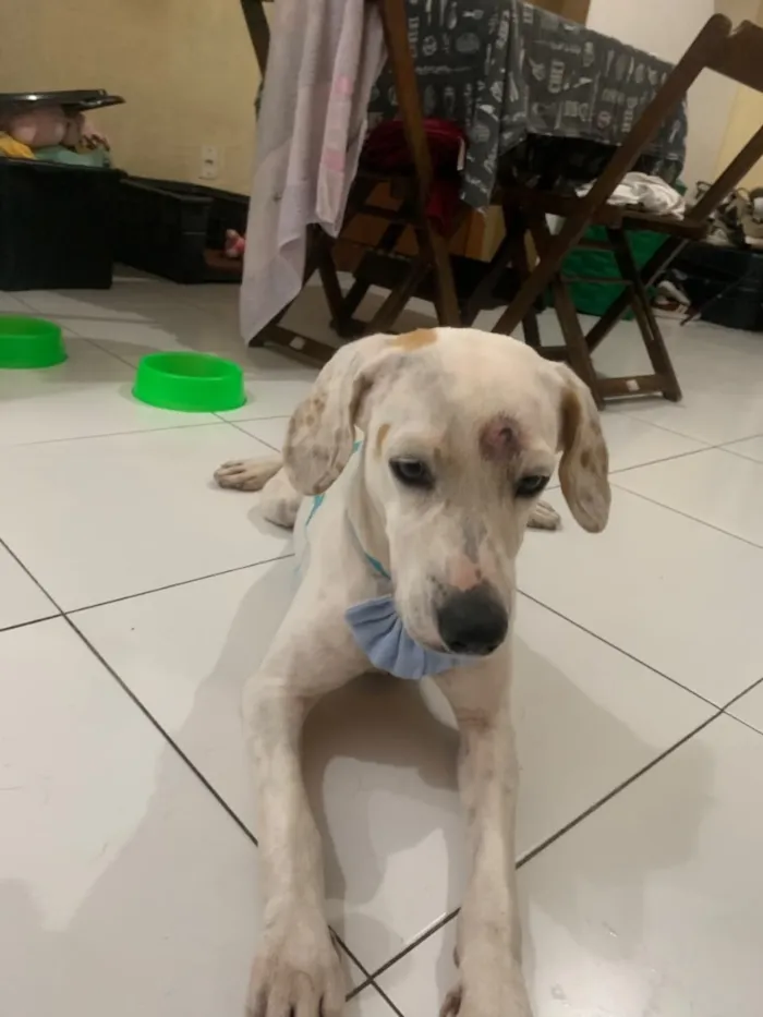 Cachorro raça SRD-ViraLata idade 2 a 6 meses nome branc