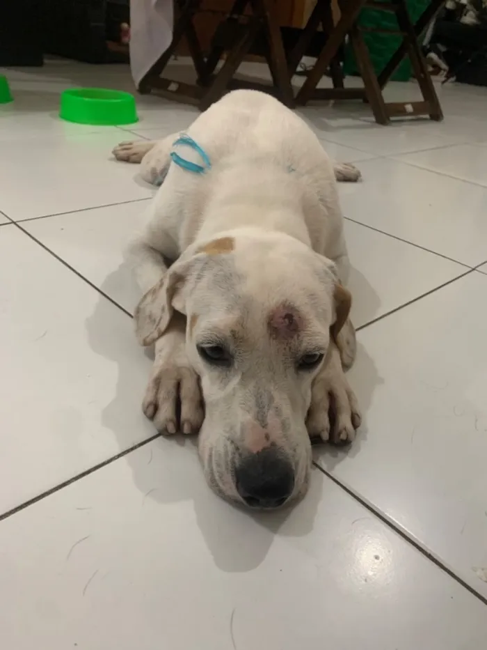 Cachorro raça SRD-ViraLata idade 2 a 6 meses nome branc