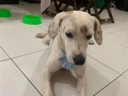 Cachorro raça SRD-ViraLata idade 2 a 6 meses nome branc
