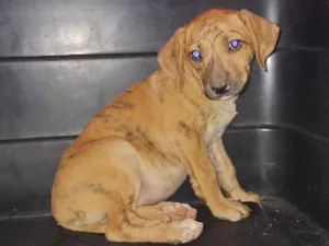 Cachorro raça SRD-ViraLata idade 2 a 6 meses nome WILLIAN F SILVA