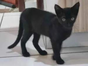 Gato raça SRD-ViraLata idade 2 a 6 meses nome Luna 