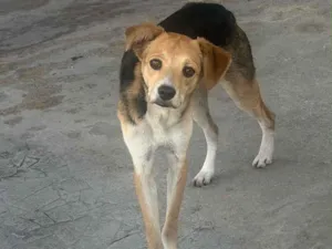 Cachorro raça SRD-ViraLata idade 1 ano nome Lua