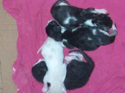 Gato raça SRD-ViraLata idade Abaixo de 2 meses nome gatos bebezinho
