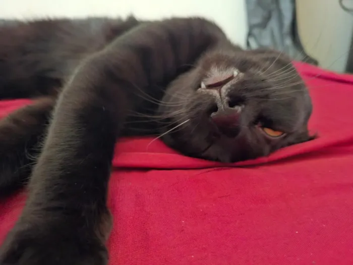 Gato raça SRD-ViraLata idade 2 anos nome Dark