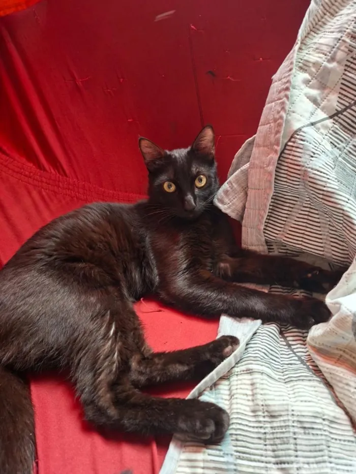 Gato raça SRD-ViraLata idade 2 anos nome Dark