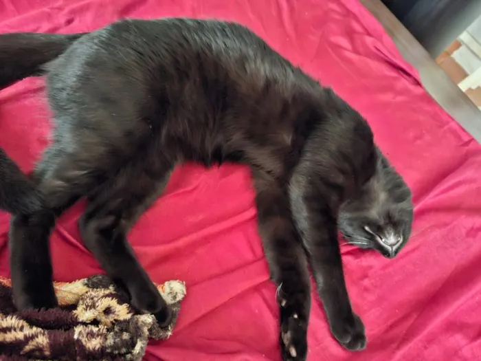Gato raça SRD-ViraLata idade 2 anos nome Dark