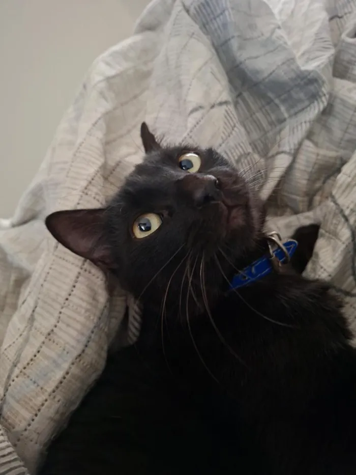 Gato raça SRD-ViraLata idade 2 anos nome Dark