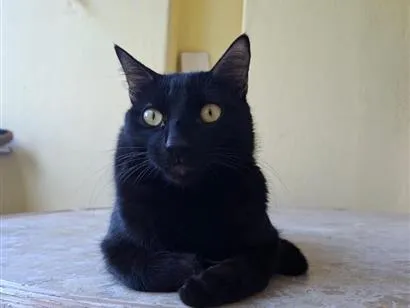 Gato raça SRD-ViraLata idade 2 anos nome Dark