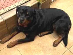 Cachorro raça Rottweiler idade 2 anos nome Zeus e Mel