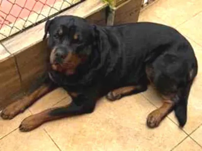 Cachorro raça Rottweiler idade 2 anos nome Zeus e Mel