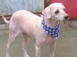 Cachorro raça SRD-ViraLata idade 2 anos nome Branquinho 