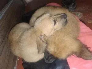 Cachorro raça SRD-ViraLata idade Abaixo de 2 meses nome filhotes 