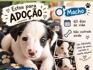 Cachorro raça Rottweiler idade Abaixo de 2 meses nome não tem nome ainda no momento 