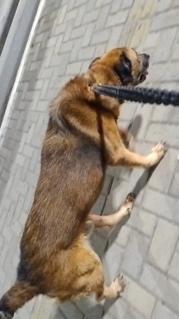 Cachorro raça Labrador idade 6 ou mais anos nome Bolt