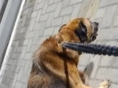 Cachorro raça Labrador idade 6 ou mais anos nome Bolt