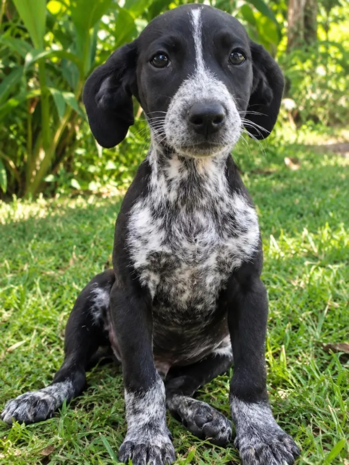 Cachorro raça SRD-ViraLata idade 2 a 6 meses nome Cookie