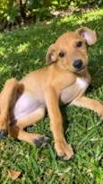 Lila