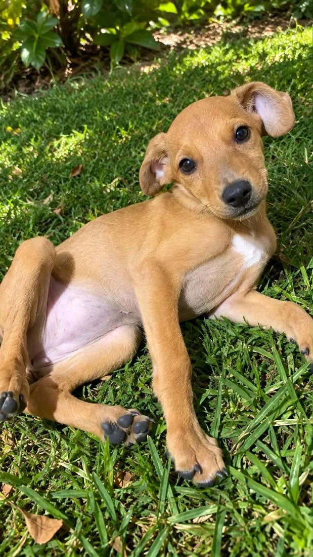 Cachorro raça SRD-ViraLata idade 2 a 6 meses nome Lila