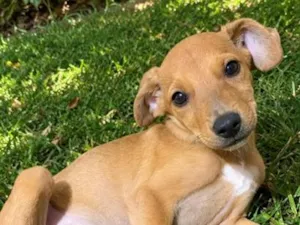 Cachorro raça SRD-ViraLata idade 2 a 6 meses nome Lila