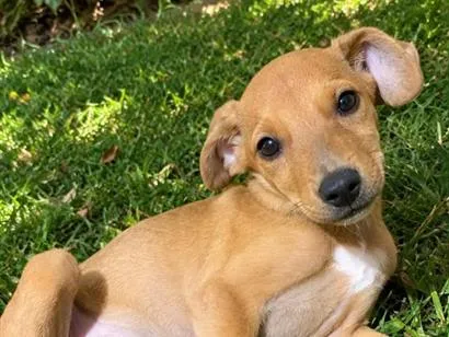 Cachorro raça SRD-ViraLata idade 2 a 6 meses nome Lila